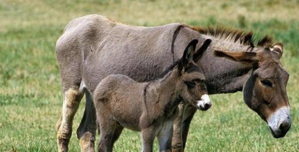 养驴挣钱为什么没人养