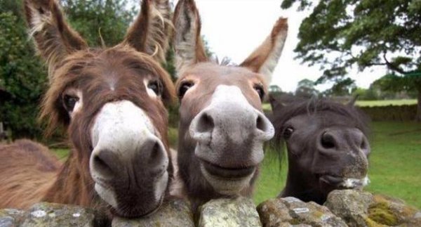 养驴挣钱为什么没人养