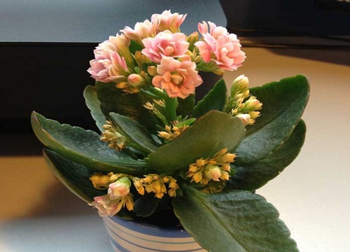 家里为什么不能养长寿花