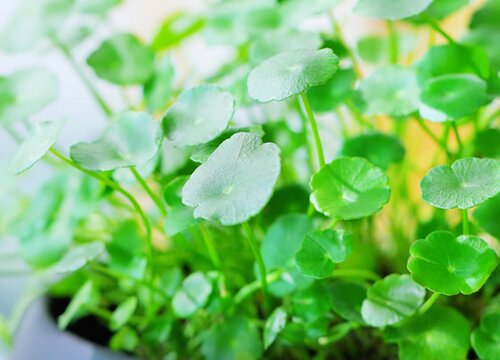 野生金钱草有什么作用