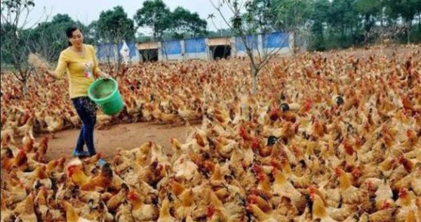 在农村养殖什么最赚钱