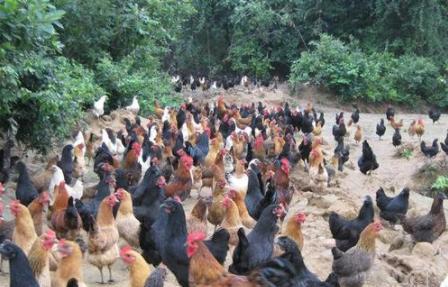 在农村养殖什么最赚钱