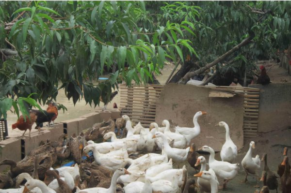 在农村养殖什么最赚钱