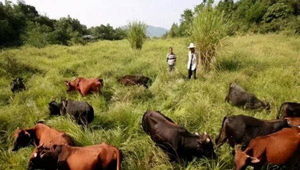 在农村养殖什么最赚钱