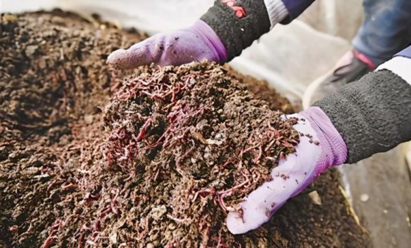 在农村养殖什么最赚钱