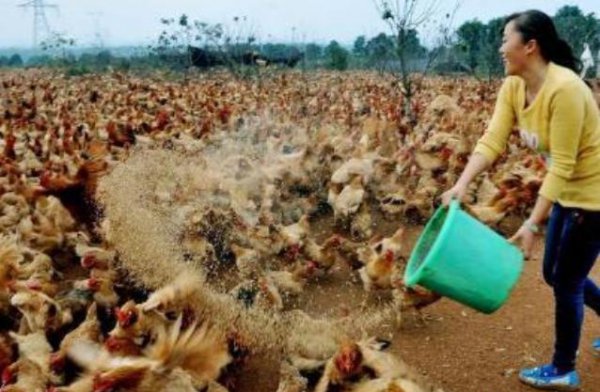 在农村养殖什么最赚钱