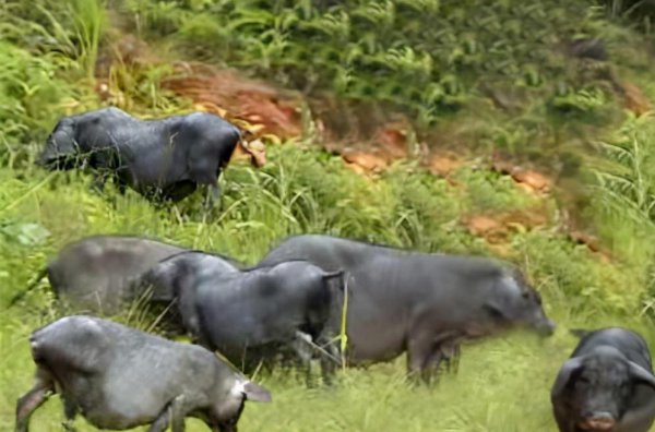 在农村养殖什么最赚钱