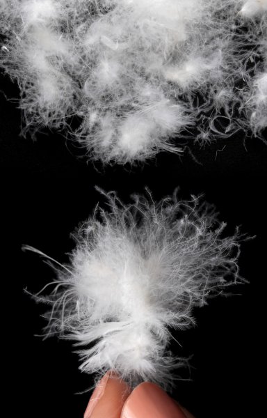 鹅绒服和鸭绒服区别