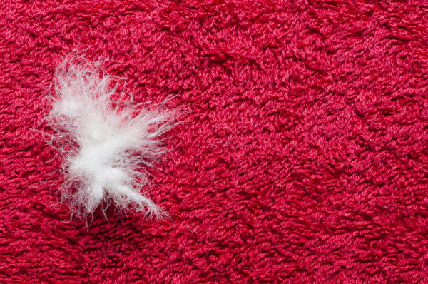 鹅绒服和鸭绒服区别