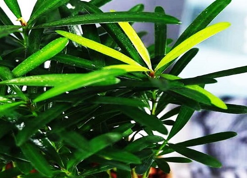 散尾葵黄叶怎么处理