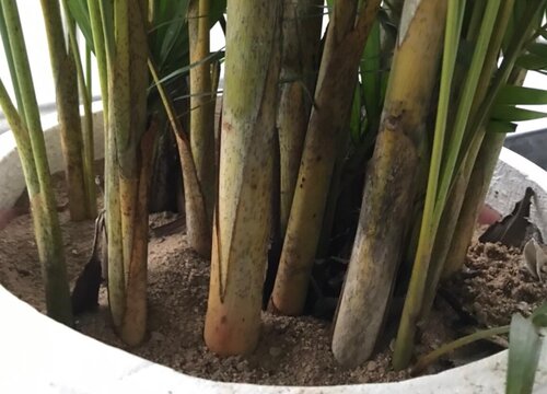 散尾葵黄叶怎么处理