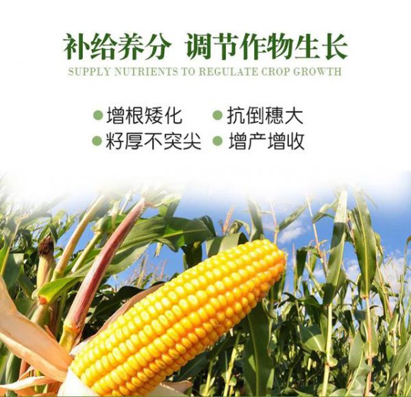 玉米几片叶打控旺药