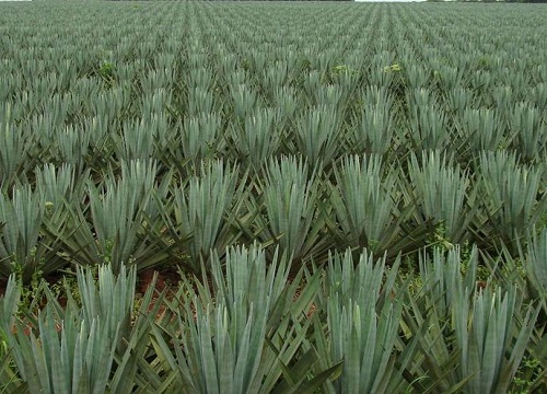 纤维植物有哪些品种