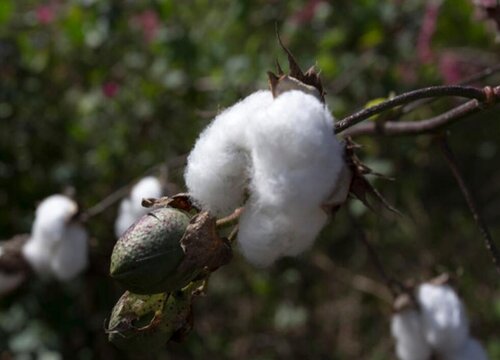 纤维植物有哪些品种