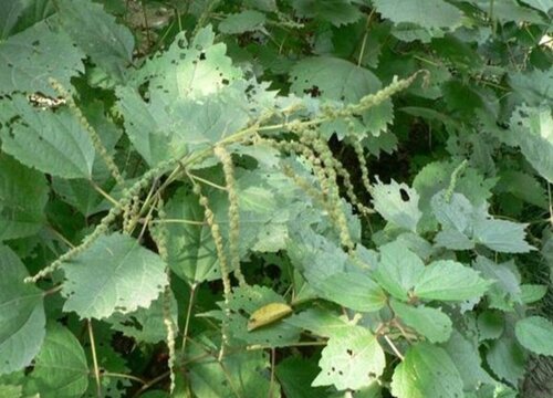 纤维植物有哪些品种