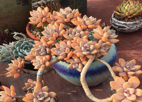 热不死冻不死的多肉品种