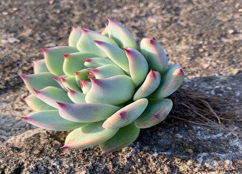 热不死冻不死的多肉品种