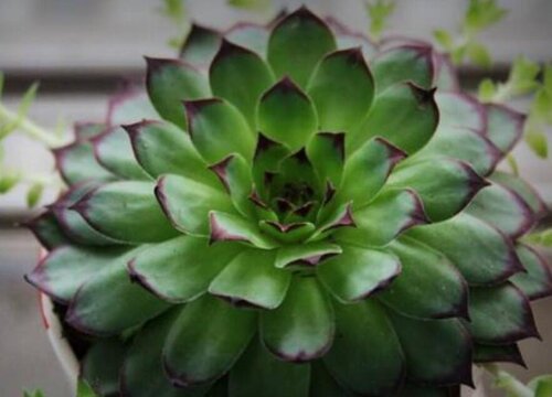 热不死冻不死的多肉品种