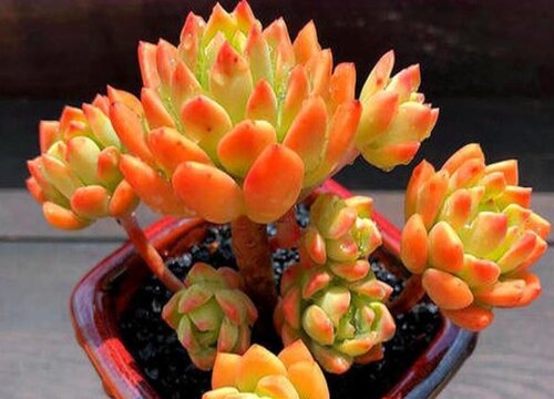 热不死冻不死的多肉品种