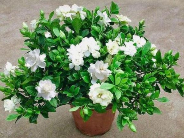 栀子花花苞时浇什么肥料