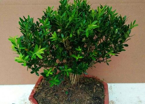 雀舌黄杨盆景怎么养护方法