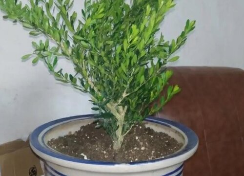 雀舌黄杨盆景怎么养护方法