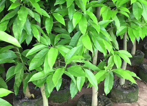 白兰树怎么过冬天