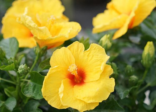 朱槿花期是什么时候