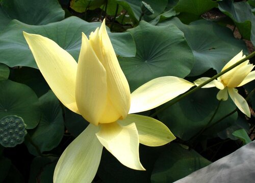 4月如何栽种碗莲比较好