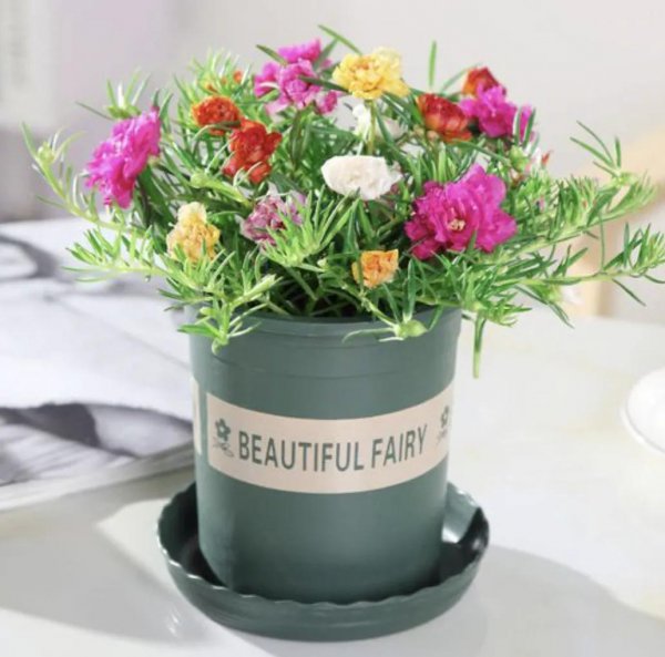 太阳花小苗为什么容易死掉