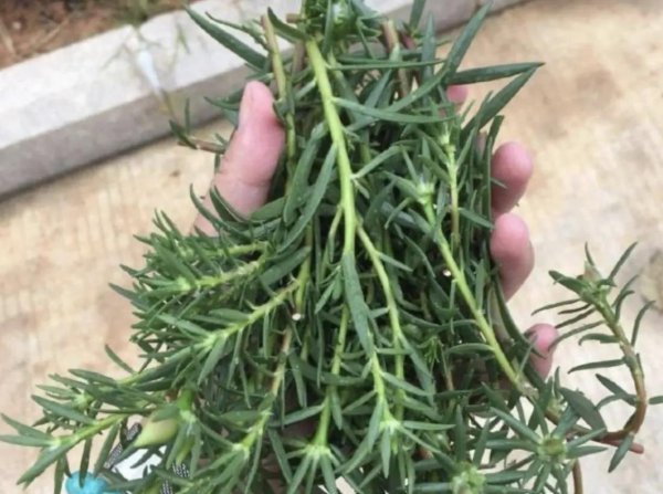 太阳花小苗为什么容易死掉