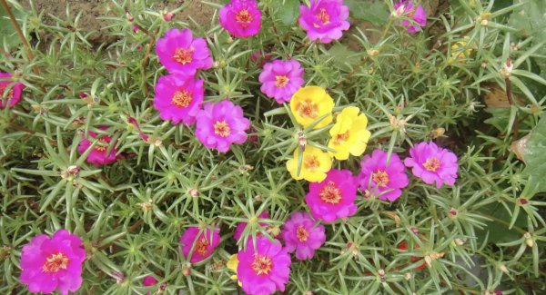 太阳花小苗为什么容易死掉