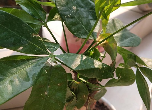 发财树冬天叶子黄了是怎么回事