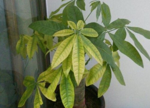 发财树冬天叶子黄了是怎么回事