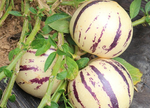 人参果是热带水果吗