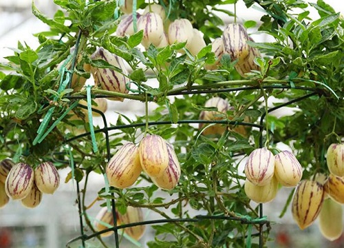 人参果是热带水果吗