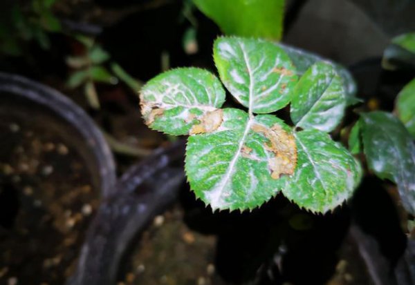 月季花嫁接后接穗发黑是怎么回事