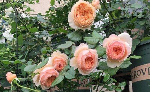 家里阳台适合种月季吗