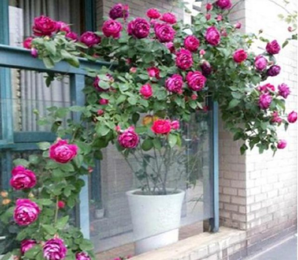 家里阳台适合种月季吗