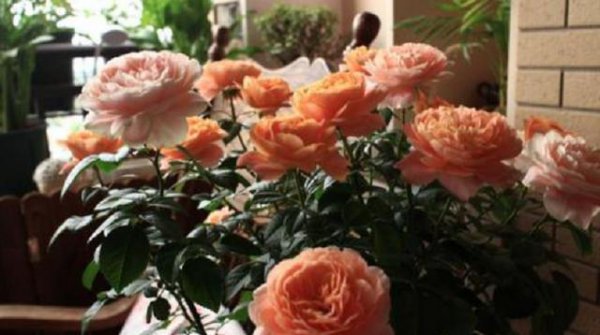 家里阳台适合种月季吗