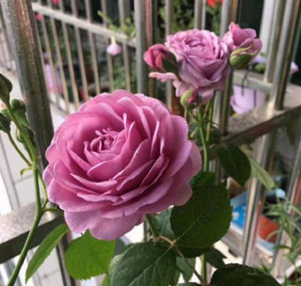 家里阳台适合种月季吗