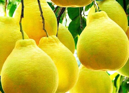 柚子能放冰箱吗