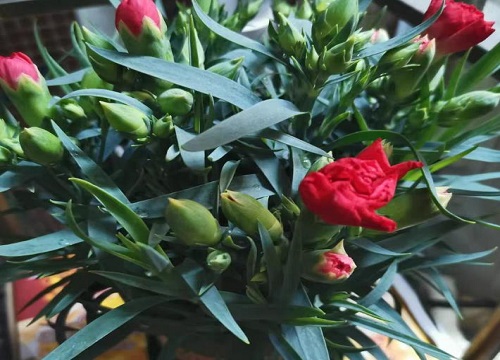 康乃馨种植时间和方法