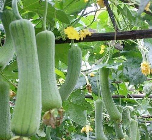 丝瓜秧不开花不结果怎么回事