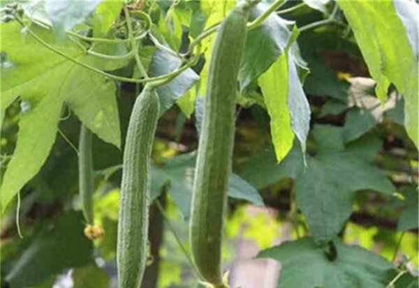 丝瓜秧不开花不结果怎么回事