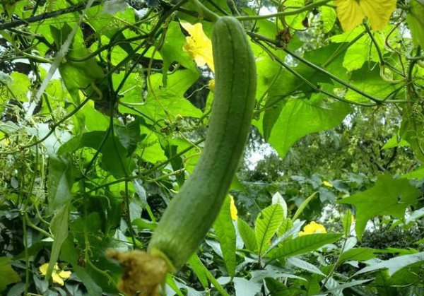 丝瓜秧不开花不结果怎么回事