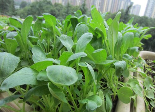 萝卜苗可以移栽吗