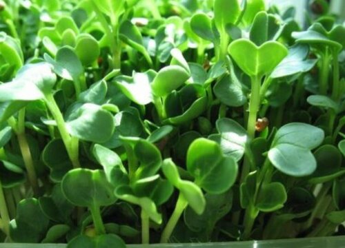 萝卜苗可以移栽吗