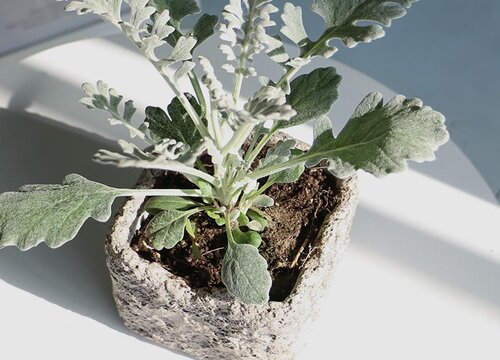 银叶菊花期是什么时候