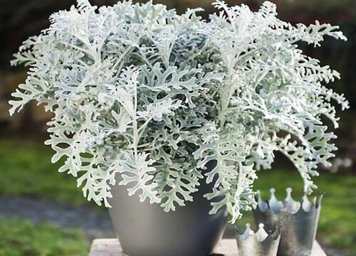 银叶菊花期是什么时候